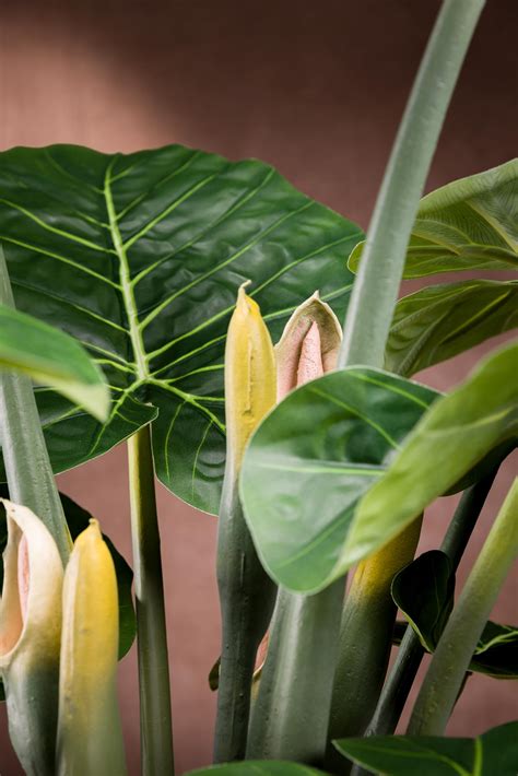 Alocasia Pianta Artificiale Foglie A Cuore E Apetto Elegante