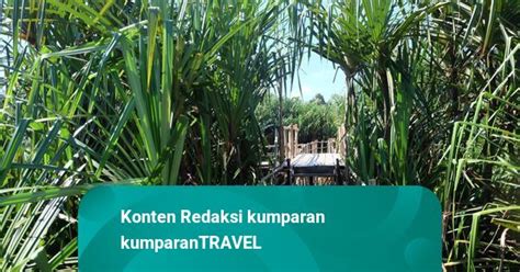 Membelah Sungai Purba Di Tebat Rasau Belitung Kumparan