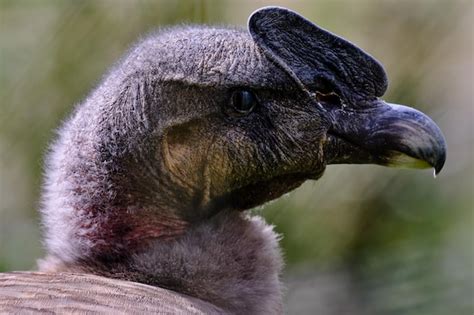 Premium Photo Andean Condor Vultur Gryphus Impressive Detailed