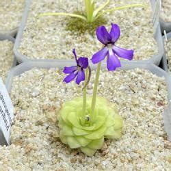 How To Grow And Care For Butterworts Garden Org