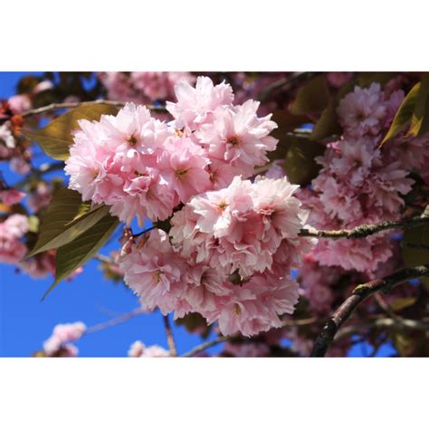 Cerisier Du Japon Kanzan Cont 55l Prunus Serrulata