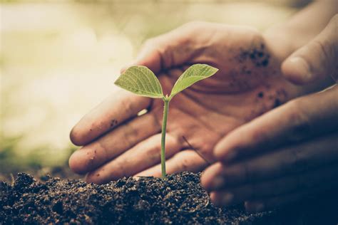 Good Soil Bible