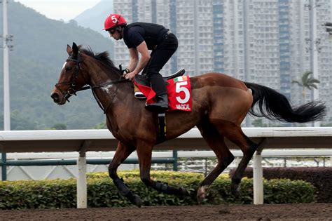 浪琴表香港國際賽事週一晨操圖輯 賽馬新聞 香港賽馬會