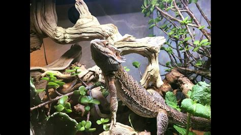 Creating A Bioactive Enclosure For Your Bearded Dragon Complete Guide