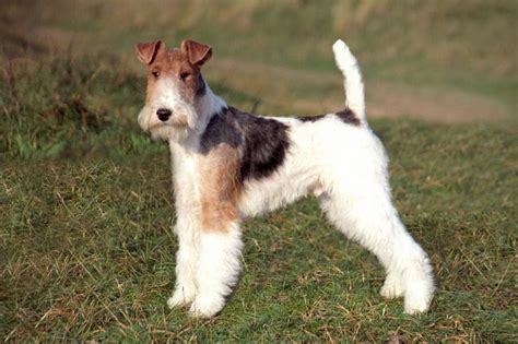 Quando Scegli Un Cane Attenzione A Queste Razzepotresti Avere Questi