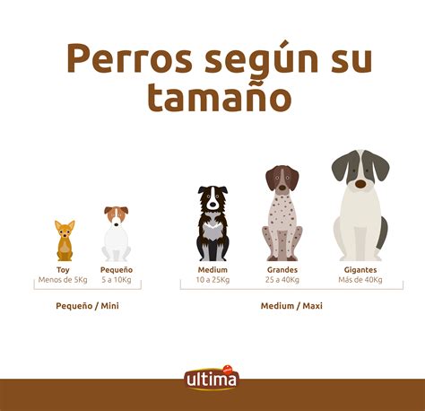 Si Tu Perro Pesa Menos De 10 Kilos Estos Son Los Cuidados Y Atenciones