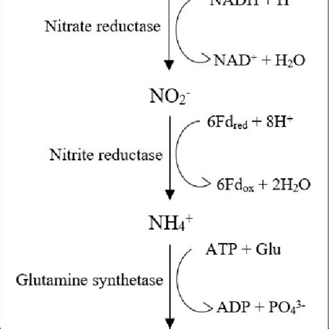 Classification of microalgae and related species (Packer, 2009 ...