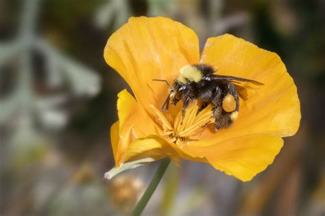 Yellow Faced Bumble Bee Gottlieb Native Garden