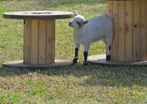 8 Best Toys For Goats A Comprehensive Buying Guide