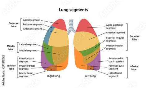 Lung Segmental Anatomy - Anatomy Reading Source