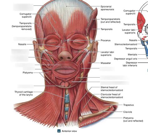 Top 91+ Pictures Muscles Of The Head And Neck Diagram Excellent