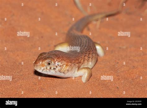 Great Desert Skink In Sandy Habitat Stock Photo Alamy