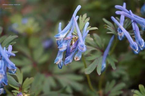 Corydalis Flexuosa Purple Leaf Helmbloem Holwortel Bloeit