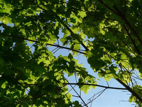 Free Images Forest Branch Light Sun Sunlight Green Birch