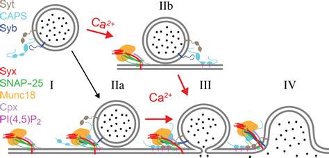 Reconstitution Of Calcium Mediated Exocytosis Of Dense Core Vesicles