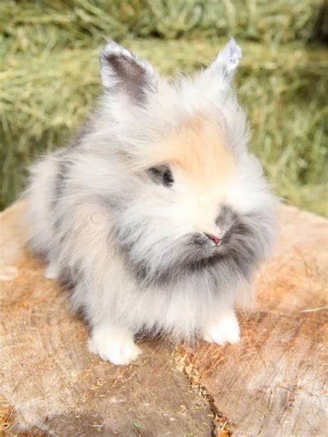 Lionhead Rabbits Complete Guide To Care Lifespan Breed Info And