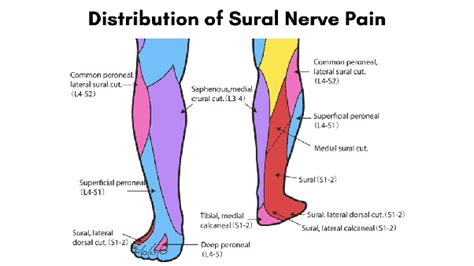 Sural Region