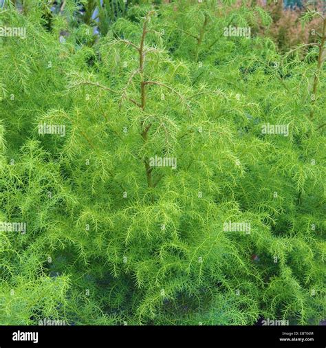 Cèdre Du Japon Cryptomeria Japonica Elegans Viridis Cryptomeria