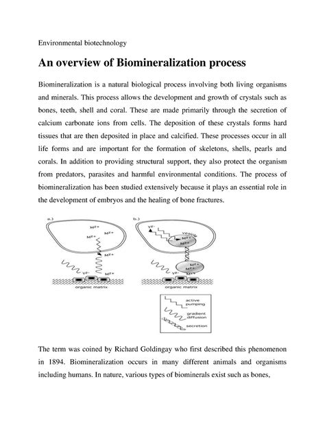 An overview of Biomineralization process - Environmental biotechnology ...