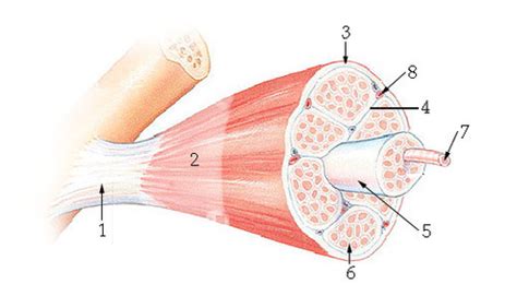 Structure And Function Of Body Systems Flashcards Quizlet