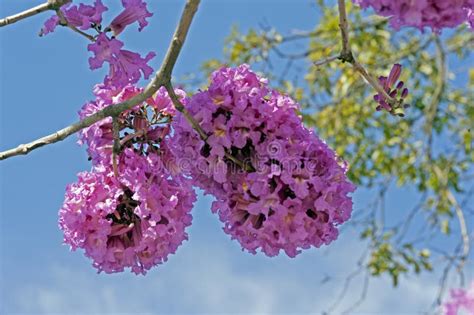 Pink Ipe Tabebuia Avellanedae Or Handroanthus Impetiginosus Stock