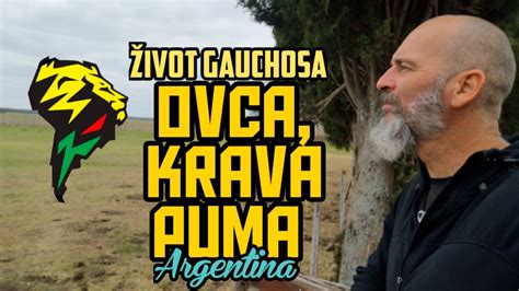 Ovca sa voljom za život luda krava i opasna puma YouTube