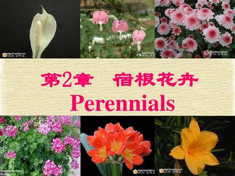 宿根花卉 菊花word文档在线阅读与下载无忧文档