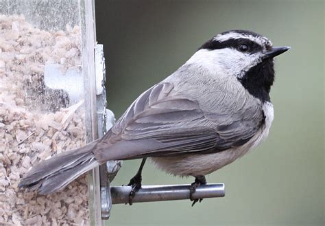 Birds: Mountain Chickadee