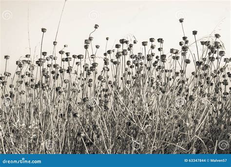 Pirscht Wild Wachsende Pflanzen Mit Trockenem Von Knospenblumen An