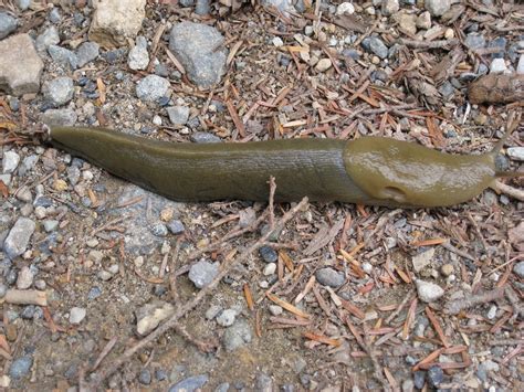 Pacific Banana Slug Ariolimax Columbianus Gould Pa Flickr