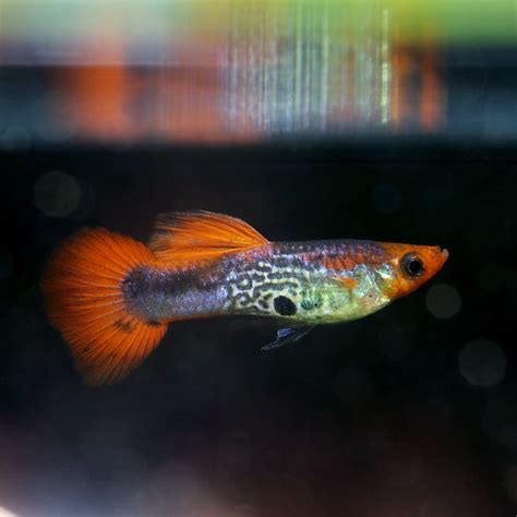 Guppy Red Cap Tuxedo Poecilia Reticulata Aquarium Onlineshop