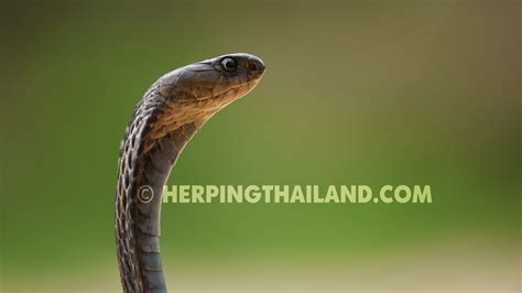 Naja Siamensis Indochinese Spitting Cobra