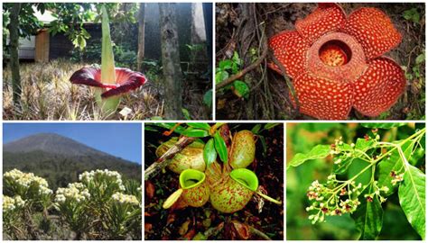 Jenis Flora Yang Ada Di Indonesia