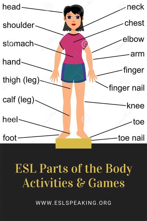 Esl Body Parts Worksheet