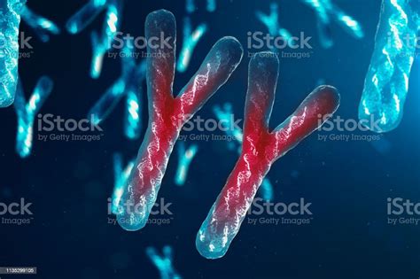 Infection Of Ychromosomes Dna Virus Or Infection Penetrates The Body