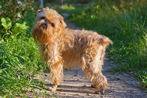 Brussels Griffon Dog Breed » Information, Pictures, & More