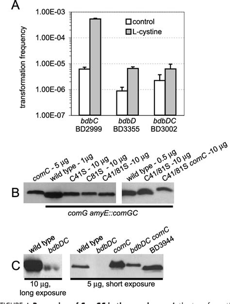 Type Ii Secretion Systems Semantic Scholar