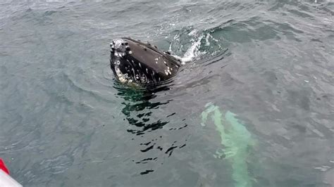 a humpback swimming in the ocean with it's head above the water