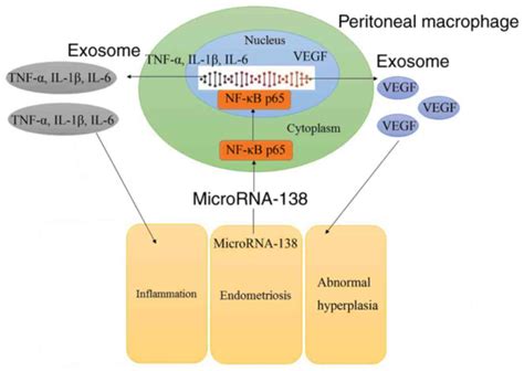 Exosome Mediated MicroRNA 138 And Vascular Endothelial Growth Factor In