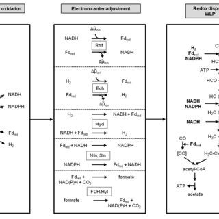 The Wood Ljungdahl Pathway Of Co Reduction Substrates Fed Directly