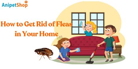 How To Get Rid Of Fleas In Your House And Yard