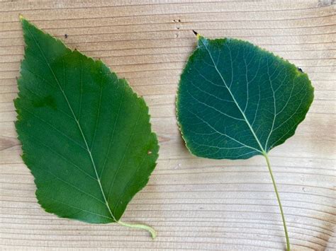 Birch Vs Aspen Tree Identification 3 Easy Ways To Identify