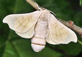 Moths And Butterflies Of Europe And North Africa Farfalle