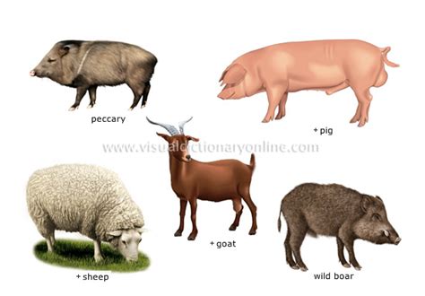 ANIMAL KINGDOM :: UNGULATE MAMMALS :: EXAMPLES OF UNGULATE MAMMALS [1 ...