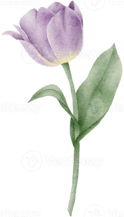 Watercolor Tulip Clipart Illustration 34916608 Png