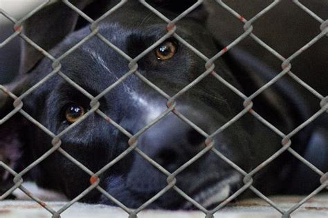 Parainfluenza canina Síntomas y tratamiento