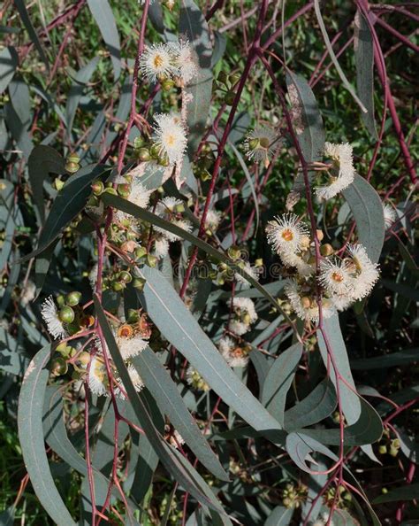 eucalyptus tereticornis flowers white flowers  tree stock photo