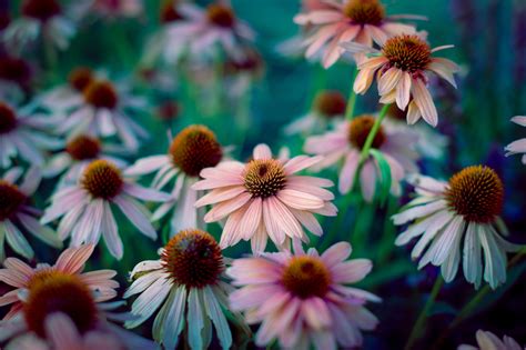 What To Plant With Echinacea - PlantopiaHub - Your Ultimate Destination ...