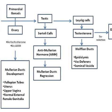 Pdf Radiological Imaging Of Disorders Of Sex Development Dsd