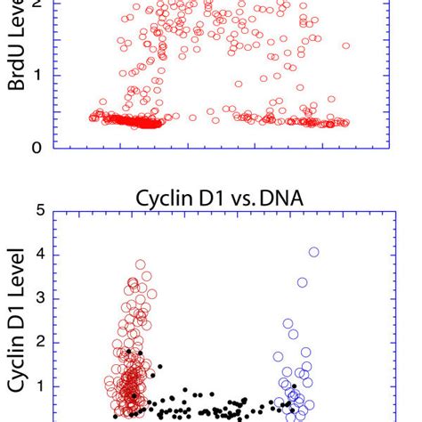 Diagram Of Cyclin D1 Expression Through The Cell Cycle The Bold Red